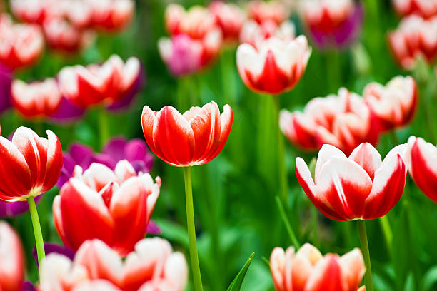 Tulipani - foto stock