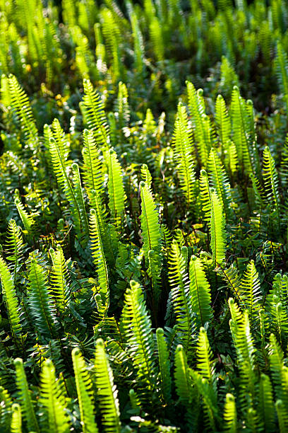 Foglie di felce - foto stock