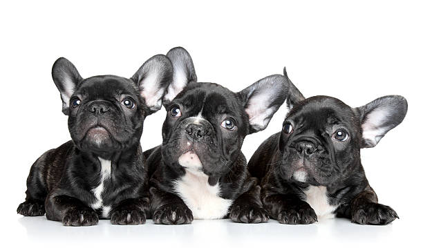 istock French bulldog puppies 162682117