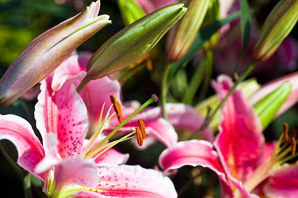 Lily flowers stock photo