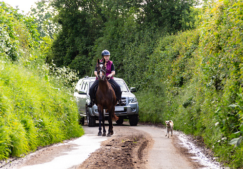 Horse rider and small dog riding along a narrow country lane in rural Shropshire with a large car following very closely behind hoping to be able to get passed, road safety and highway code warm drivers to keep their distance from horses.