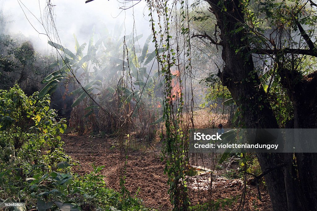 Piantagione di banane sul fuoco, Tailandia - Foto stock royalty-free di Fuoco