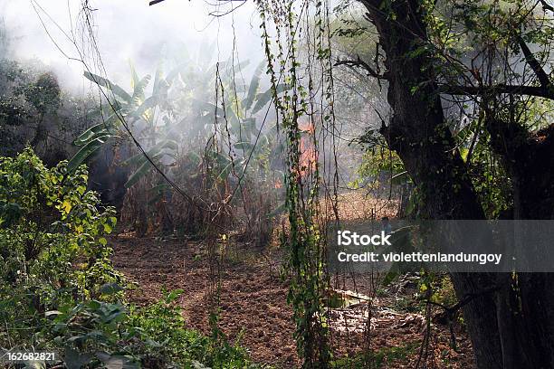 Plantação De Banana No Fogo Tailândia - Fotografias de stock e mais imagens de Incêndio - Incêndio, Adulto, Agricultor