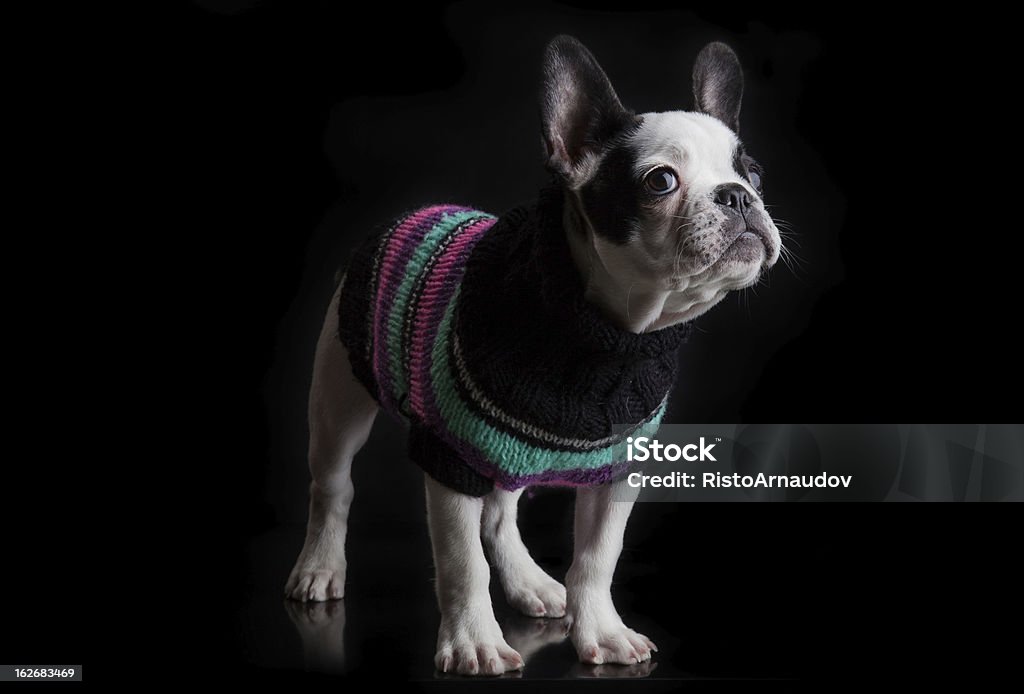 Buldog francesa - Foto de stock de Analisar royalty-free