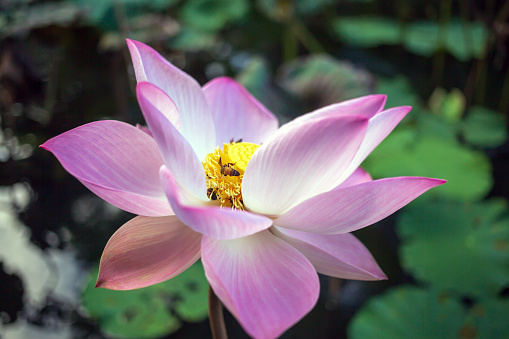 Close-up of beautiful pink Indian lotus bud flower blooming with a swarm of bees and Bee on Pollen a lotus flower