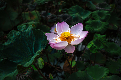 The lotus flower in full bloom.