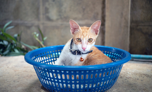Cute little  kitten white chubby  orange sitting on a blue plastic basket looking at the camera