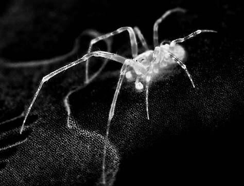Inverted image of a spider