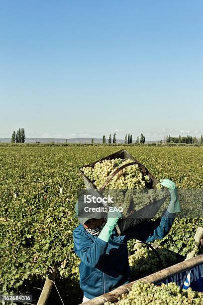 Виноград Harvest — стоковые фотографии и другие картинки Виноградник - Виноградник, Виноград, Нести