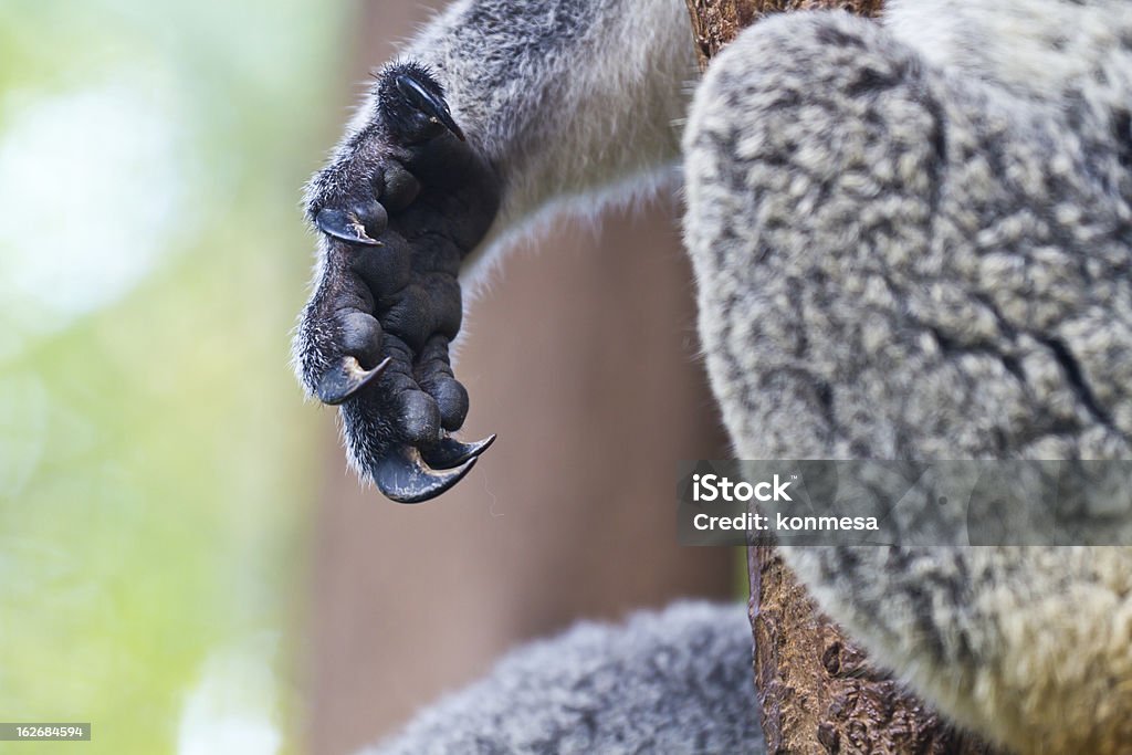 I koala mano - Foto stock royalty-free di Koala