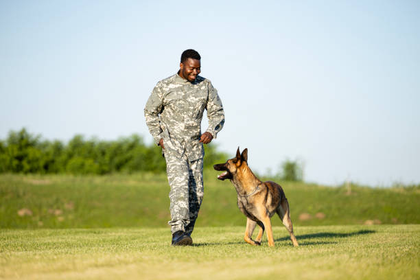 солдат и его собака тренируются в военном лагере. - sergeant military training camp armed forces military стоковые фото и изображения