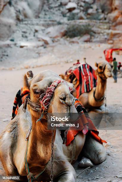 Wielbłądy - zdjęcia stockowe i więcej obrazów Arabia - Arabia, Azja Zachodnia, Beduin