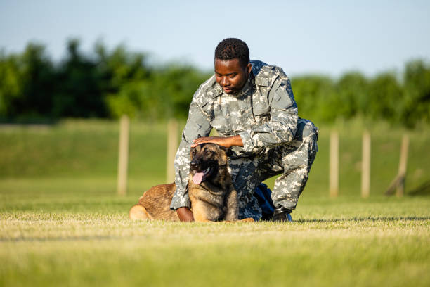 солдат в форме обнимает военную собаку в тренировочном лагере. - sergeant military training camp armed forces military стоковые фото и изображения