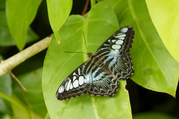istock Asian butterfly, Blue Fritillary (Melitaea athalia) 1626852627