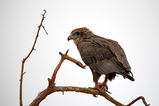 Juvenile Bateleur (Terathopius ecaudatus) on a Tree-top Branch. Taita Hills, Kenya