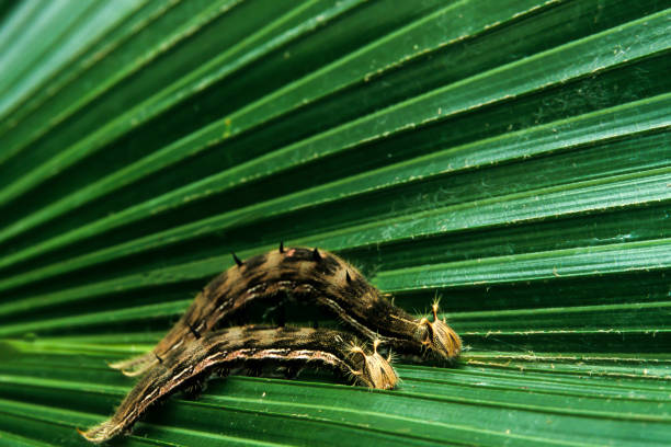 Caterpillars of this genus have highly dangerous toxic hairs. Some species have powerful venoms, such as Lonomia obliqua, known as ‘killer caterpillars,’ which can cause blood clotting disorders, leading to bleeding, bruising, headaches, general discomfort, kidney failure, and even death.