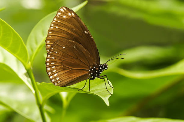 Tropical butterfly (Euploea mulciber), Malaysia, Asia