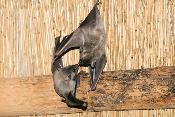Egyptian Fruit Bat or Egyptian Rousette (Rousettus aegyptiacus) Egyptian Fruit Bat or Egyptian Rousette (Rousettus aegyptiacus) rousettus aegyptiacus stock pictures, royalty-free photos & images
