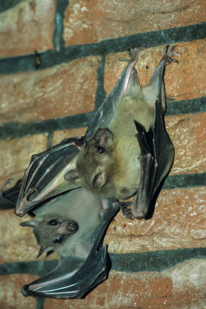 Egyptian Fruit Bat or Egyptian Rousette (Rousettus aegyptiacus) Egyptian Fruit Bat or Egyptian Rousette (Rousettus aegyptiacus) rousettus aegyptiacus stock pictures, royalty-free photos & images