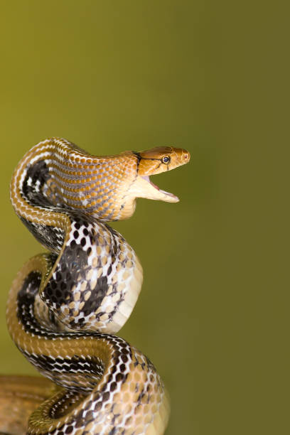 istock Radiated Ratsnake or Copperhead Rat Snake (Coelognatus radiatus) 1626857690
