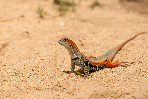 Common butterfly lizard (Leiolepis belliana), in sand, Hong Ong Island, Vietnam, Asia