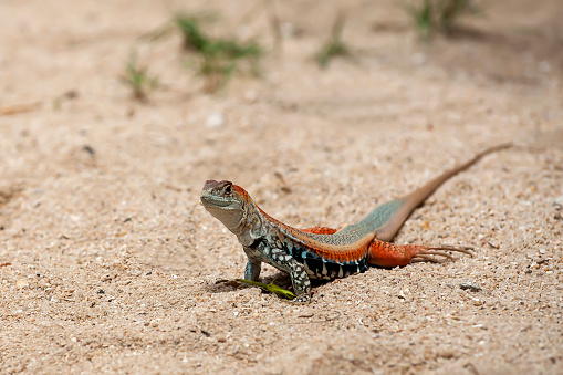 Common butterfly lizard (Leiolepis belliana), in sand, Hong Ong Island, Vietnam, Asia