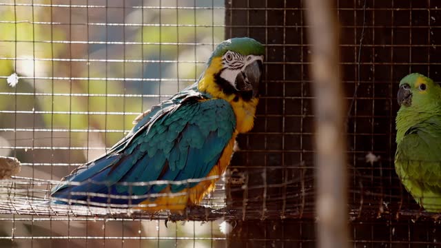 Adult Blue-and-yellow Macaw rescued recovering for free reintroduction