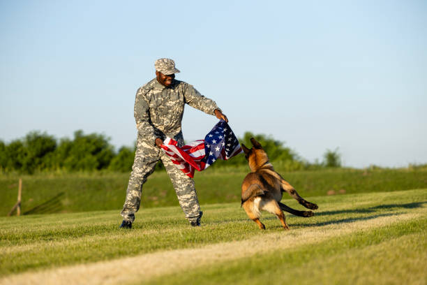 soldado portando la bandera de ee.uu. y jugando con un perro militar en el campamento. - sergeant military camp military training camp marines fotografías e imágenes de stock