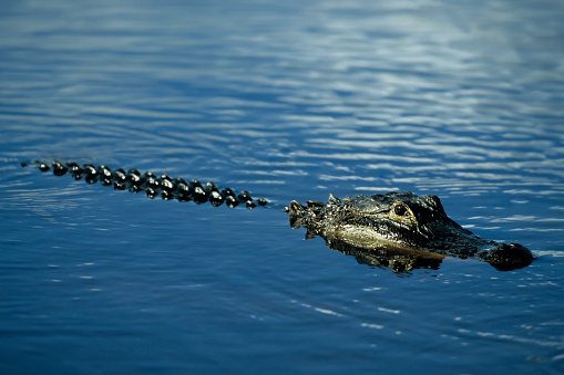Close-up of wild American Alligator with open jaws