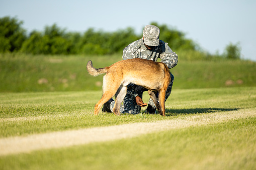 Soldier in camouflage uniform training with military dog in the field.