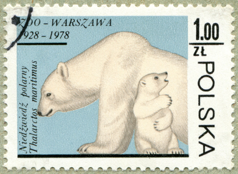 POLAND - CIRCA 1978: A stamp printed in POLAND shows a Polar bear, Zoo Warsaw 1928-1978, circa 1978