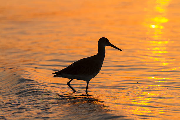 Shorebird Silhouette stock photo