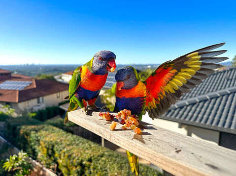 Two Lorikeets having some snacks on a stick.