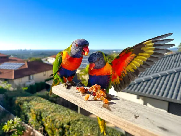 Photo of Two Lorikeets at the end of a piece of timber.  One with it's wing stretched out.  Eating some lorikeet food on the stick. Blue skies & houses in the distance.    Gold Coast Queensland Australia