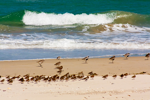 Flock of birds, dunlin, on the beach wading in the shoreline . Breaking waves in the background. Barreiros, A  Mariña, Lugo province, Galicia, Spain.