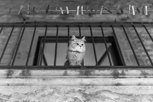 cat seiing from balcony