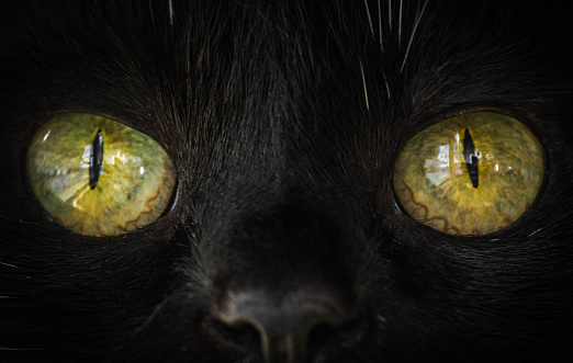 cat's eyes close up
