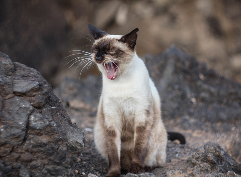 siamese cat yawning