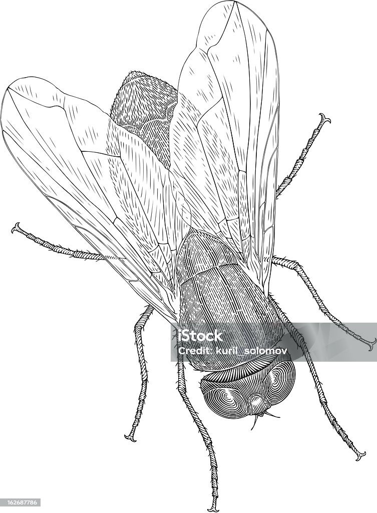 Fly Vector Black Fly Stock Illustration - Download Image Now - Animal, Animal Body Part ...