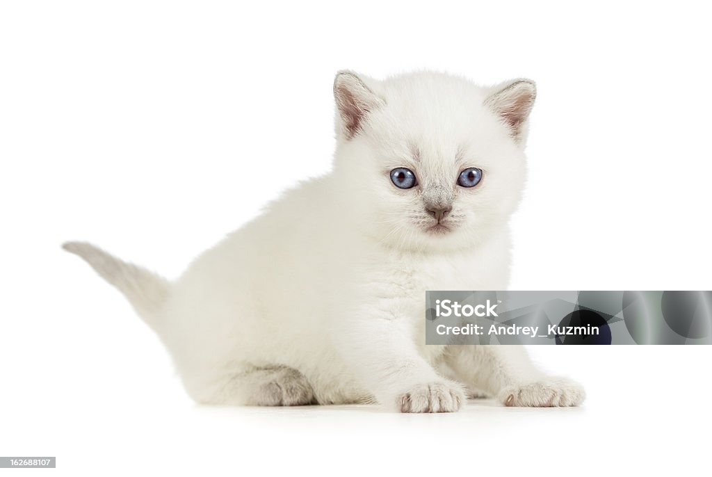 Blanco bebé gato británico - Foto de stock de Animal libre de derechos