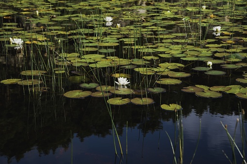 A calm, flat pond with reflections of a lily pad in a forest region.
