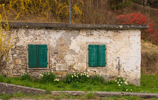 Green wooden shutters on an abandoned building outside the village of Ovaro in Carnia, Udine Province, Friuli-Venezia Giulia, north east Italy. It is spring and daffodils are growing in front of them