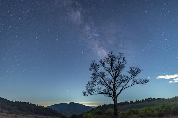 Free Stock Photo of Lone Tree Silhouetted Against Night Sky | Download ...