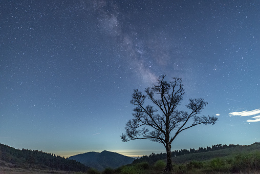 One tree and the Milky Way