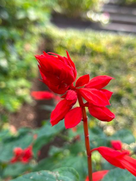 istock The Scarlet sage flower 1626893650