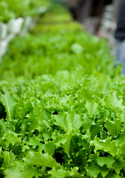 Lettuce stock photo