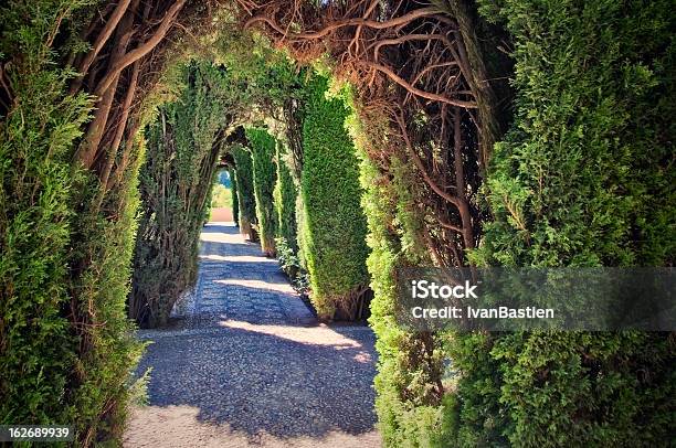 Túnel En Un Seto Foto de stock y más banco de imágenes de Jardín cerrado - Jardín cerrado, Camino, Carretera de un solo carril