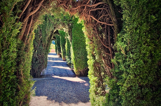 Tunnel in a hedge A tunnel in a hedge, in Generalife gardens (part of the Alhambra in Granada, Spain) walled garden stock pictures, royalty-free photos & images