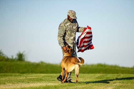Loving their country. Soldier and military dog playing in the field and holding USA flag. National pride.