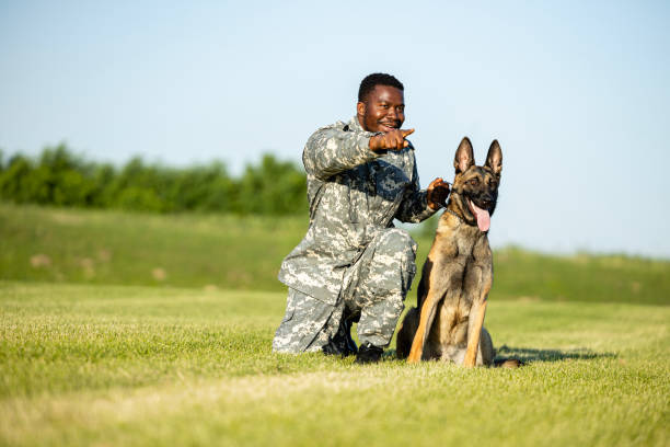 солдат дает команду своей боевой собаке в тренировочном лагере. - sergeant military training camp armed forces military стоковые фото и изображения